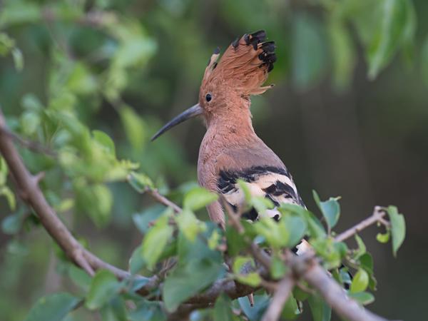 <h3><a href="/trips/srilanka/biota/animalia/chordata/aves/038 bucerotiformes/001 upupidae/upupa epops/upupa epops-nl.html">Upupa&nbsp;epops</a> / Eurasian&nbsp;hoopoe / Hop</h3>NIKON D500 met AF-S Nikkor 300mm f/2.8G IF-ED VR II, 1/250 sec  bij F4.0, ISO 400, afstand 4.73&nbsp;m